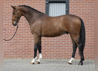 Oldenburger, Wallach, 3 Jahre, 169 cm, Brauner