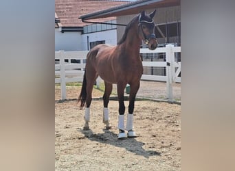 Oldenburger, Wallach, 3 Jahre, 169 cm, Brauner