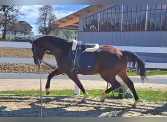 Oldenburger, Wallach, 3 Jahre, 169 cm, Brauner