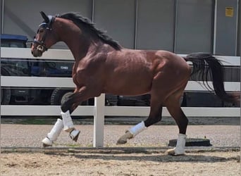 Oldenburger, Wallach, 3 Jahre, 169 cm, Brauner