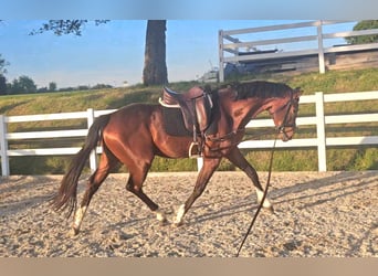 Oldenburger, Wallach, 3 Jahre, 169 cm, Brauner