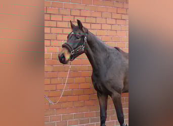 Oldenburger, Wallach, 3 Jahre, 169 cm, Dunkelbrauner