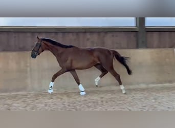 Oldenburger, Wallach, 3 Jahre, 169 cm, Dunkelfuchs