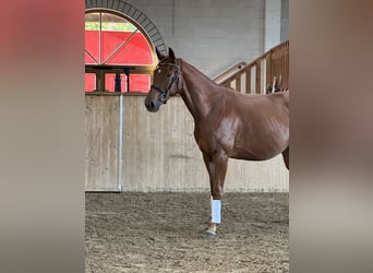 Oldenburger, Wallach, 3 Jahre, 169 cm, Fuchs