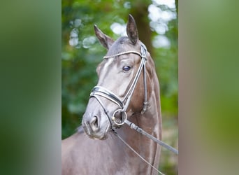 Oldenburger, Wallach, 3 Jahre, 169 cm, Rappe
