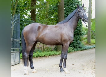Oldenburger, Wallach, 3 Jahre, 169 cm, Rappe