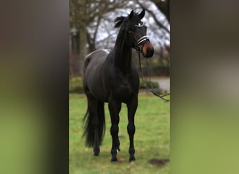 Oldenburger, Wallach, 3 Jahre, 169 cm, Schwarzbrauner