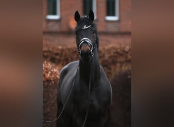 Oldenburger, Wallach, 3 Jahre, 169 cm, Schwarzbrauner