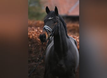 Oldenburger, Wallach, 3 Jahre, 169 cm, Schwarzbrauner