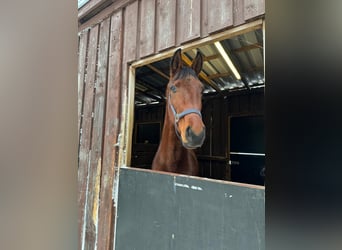 Oldenburger, Wallach, 3 Jahre, 170 cm, Brauner