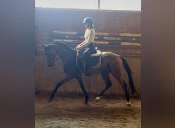 Oldenburger, Wallach, 3 Jahre, 170 cm, Brauner