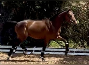 Oldenburger, Wallach, 3 Jahre, 170 cm, Brauner