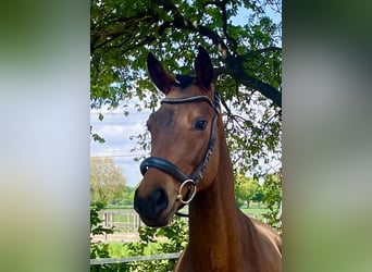 Oldenburger, Wallach, 3 Jahre, 170 cm, Brauner