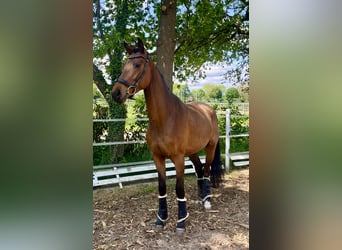 Oldenburger, Wallach, 3 Jahre, 170 cm, Brauner