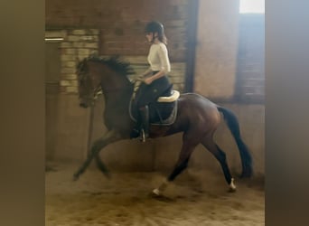 Oldenburger, Wallach, 3 Jahre, 170 cm, Brauner