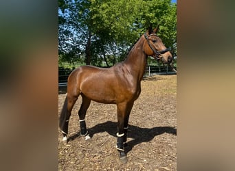 Oldenburger, Wallach, 3 Jahre, 170 cm, Brauner