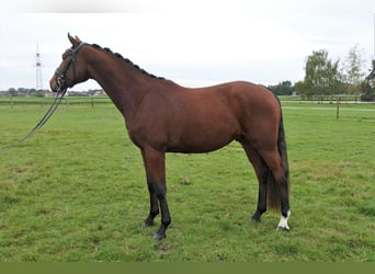 Oldenburger, Wallach, 3 Jahre, 170 cm, Brauner