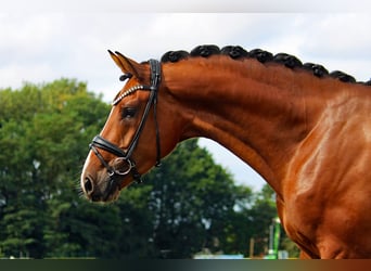 Oldenburger, Wallach, 3 Jahre, 170 cm, Brauner