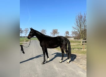 Oldenburger, Wallach, 3 Jahre, 170 cm, Dunkelbrauner