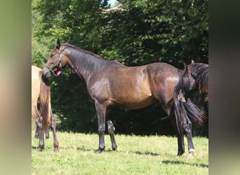 Oldenburger, Wallach, 3 Jahre, 170 cm, Dunkelbrauner