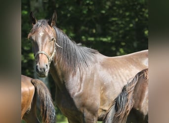 Oldenburger, Wallach, 3 Jahre, 170 cm, Dunkelbrauner