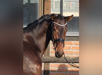 Oldenburger, Wallach, 3 Jahre, 170 cm, Dunkelbrauner