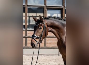Oldenburger, Wallach, 3 Jahre, 170 cm, Dunkelbrauner