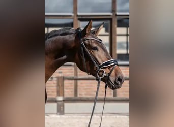 Oldenburger, Wallach, 3 Jahre, 170 cm, Dunkelbrauner