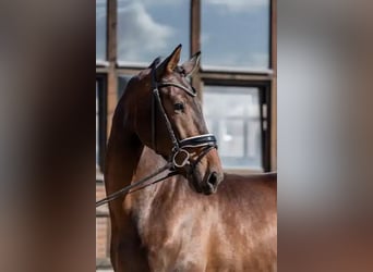Oldenburger, Wallach, 3 Jahre, 170 cm, Dunkelbrauner