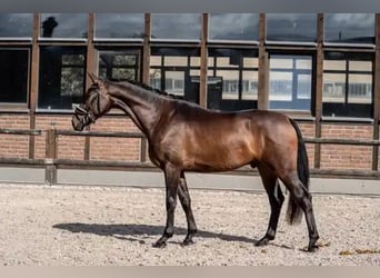 Oldenburger, Wallach, 3 Jahre, 170 cm, Dunkelbrauner