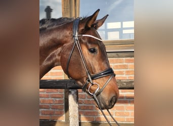 Oldenburger, Wallach, 3 Jahre, 170 cm, Dunkelbrauner