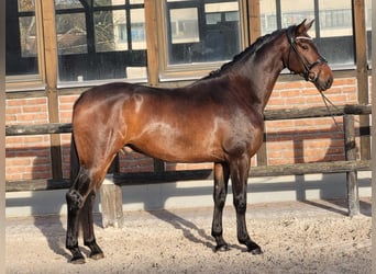 Oldenburger, Wallach, 3 Jahre, 170 cm, Dunkelbrauner