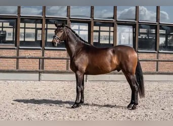 Oldenburger, Wallach, 3 Jahre, 170 cm, Dunkelbrauner