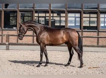 Oldenburger, Wallach, 3 Jahre, 170 cm, Dunkelbrauner