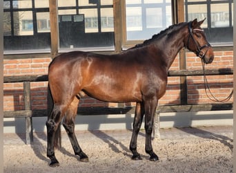 Oldenburger, Wallach, 3 Jahre, 170 cm, Dunkelbrauner