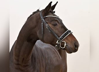 Oldenburger, Wallach, 3 Jahre, 170 cm, Dunkelbrauner