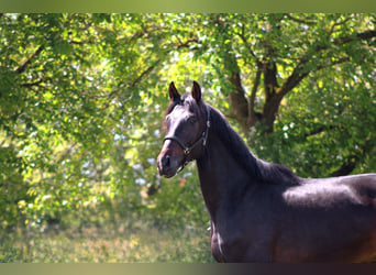 Oldenburger, Wallach, 3 Jahre, 170 cm, Dunkelbrauner