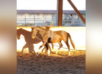 Oldenburger, Wallach, 3 Jahre, 170 cm, Dunkelbrauner