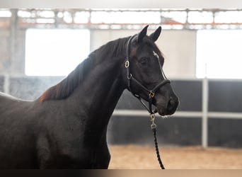 Oldenburger, Wallach, 3 Jahre, 170 cm, Dunkelfuchs
