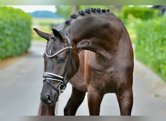 Oldenburger, Wallach, 3 Jahre, 170 cm, Rappe