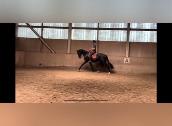 Oldenburger, Wallach, 3 Jahre, 170 cm, Rappe