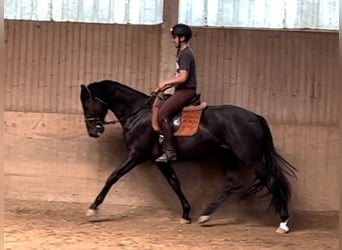 Oldenburger, Wallach, 3 Jahre, 170 cm, Rappe