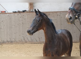 Oldenburger, Wallach, 3 Jahre, 170 cm, Rappe