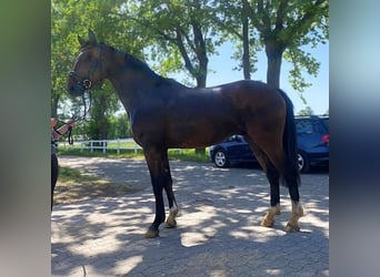 Oldenburger, Wallach, 3 Jahre, 171 cm, Brauner