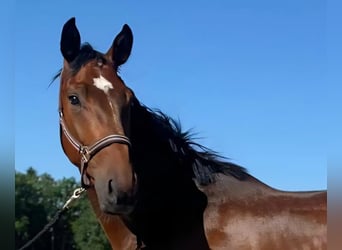 Oldenburger, Wallach, 3 Jahre, 171 cm, Brauner