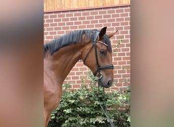 Oldenburger, Wallach, 3 Jahre, 172 cm, Brauner