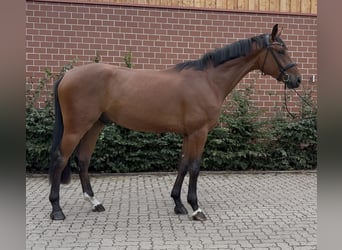 Oldenburger, Wallach, 3 Jahre, 172 cm, Brauner
