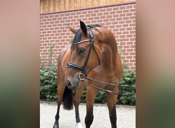 Oldenburger, Wallach, 3 Jahre, 172 cm, Brauner