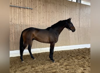 Oldenburger, Wallach, 3 Jahre, 172 cm, Brauner