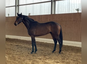 Oldenburger, Wallach, 3 Jahre, 172 cm, Brauner